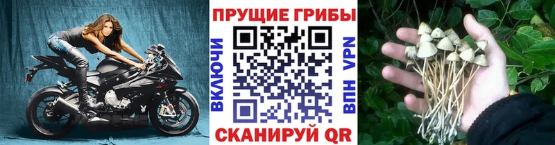 Галлюциногенные грибы прущие грибы  Ачинск 